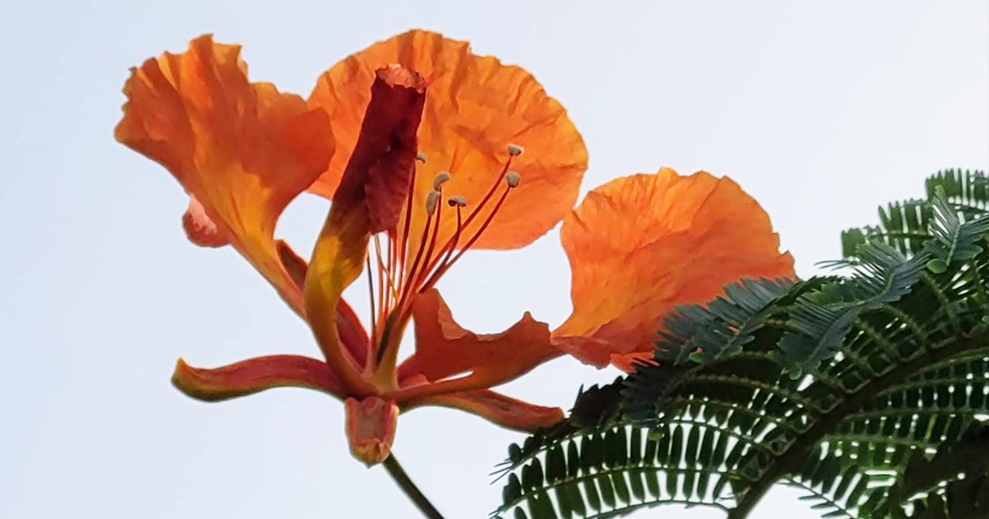 Papageienblume